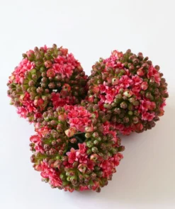 Inspire Me! Home Decor Floral Kalanchoe Orb (3 Colors)