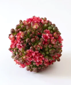 Inspire Me! Home Decor Floral Kalanchoe Orb (3 Colors)