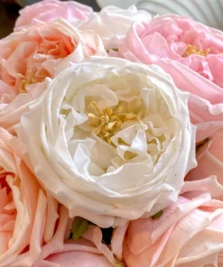 Inspire Me! Home Decor Real Touch Austin Rose (4 Colors) Floral Stems